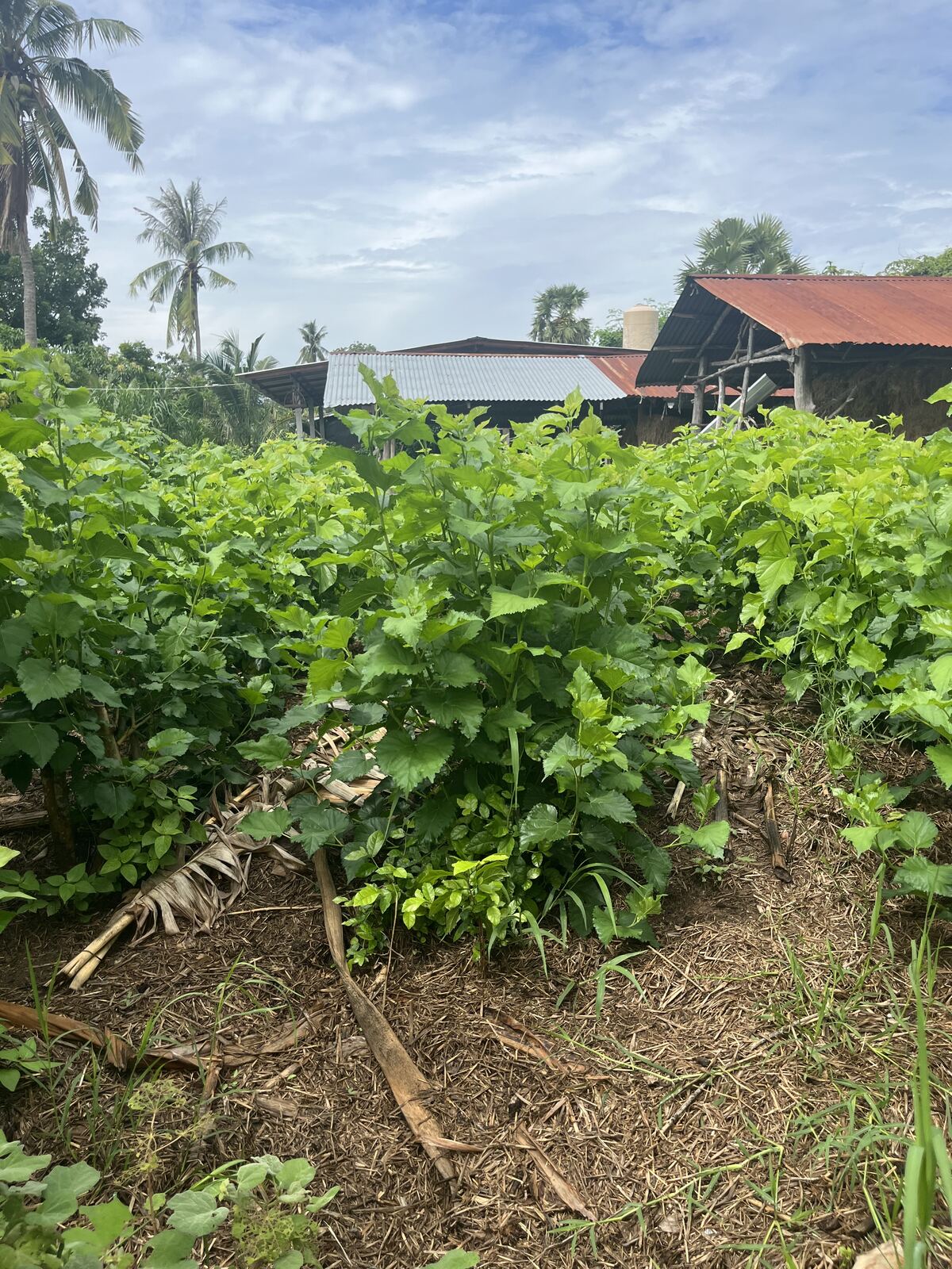 Rows of mulberry bushes behind the house, palms and tin roofs beyond